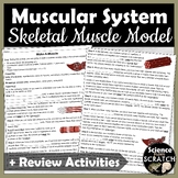 Skeletal Muscle Anatomy Modeling Activity | Muscular System Unit