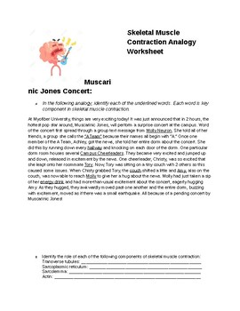 Preview of Skeletal Muscle Contraction Analogy A&P Physiology Worksheet NMJ Sarcomere KEY