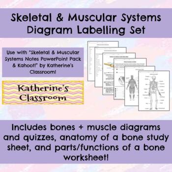 Preview of Skeletal & Muscular Systems Diagram Labelling Set with Anatomy of a Bone Wksts