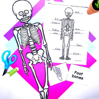 Skeletal System -Activities by Thrifty in Third Grade | TpT