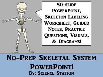 Preview of Skeletal System