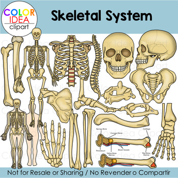 Preview of Skeletal System