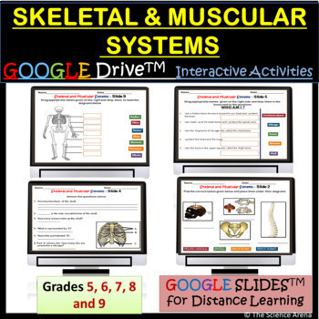 Preview of Skeletal System Activities and Muscular System Interactive Google SlidesTM