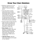 Skeletal System Activity