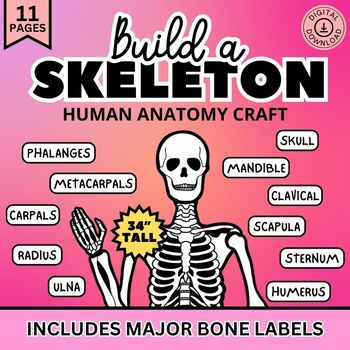 Preview of Skeletal System Activity, Printable Skeleton Craft, Anatomy, Halloween Decor