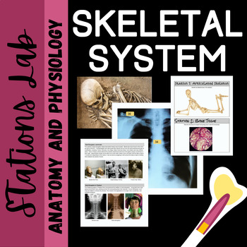 Preview of Skeletal System Anatomy: Stations Lab