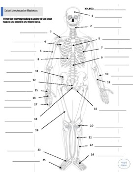 Preview of Skeletal System - Anterior Skeleton