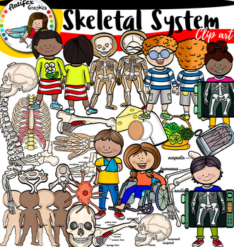 Preview of Skeletal System Big set!