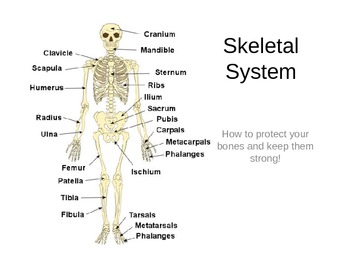 Skeletal System (Bones) Powerpoint by Mandy Caruso | TpT