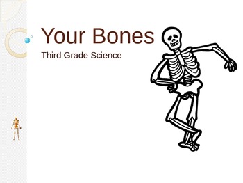 Preview of Skeletal System Bones and Joints