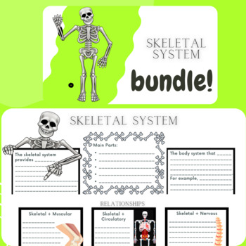 Preview of Skeletal System Bundle
