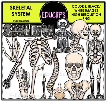 Preview of Skeletal System Clip Art Bundle {Educlips Clipart}