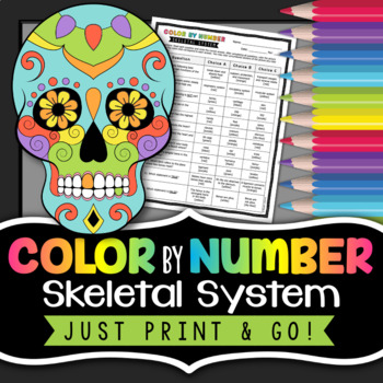 Preview of Skeletal System Color by Number - Science Color By Number