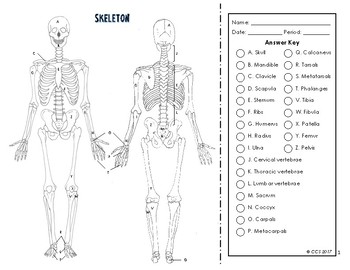 Preview of Skeletal System Coloring