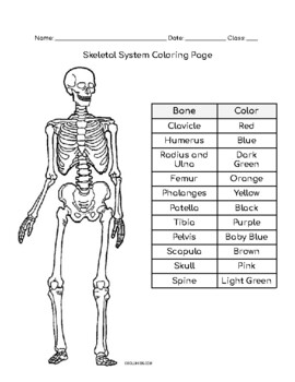 Preview of Skeletal System Coloring Sheet