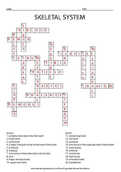 Bone Anatomy Crossword / Skeletal System Crossword Puzzle ...