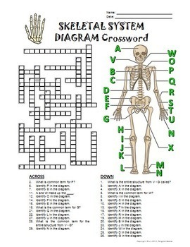 Skeletal System Crossword with Diagram Editable by Tangstar Science