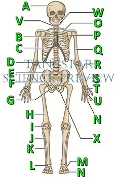 Skeletal System Chart Free