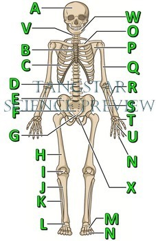 Crossword Skeletal System Diagram Pietrodavico It Series Conclusion Series Conclusion Pietrodavico It