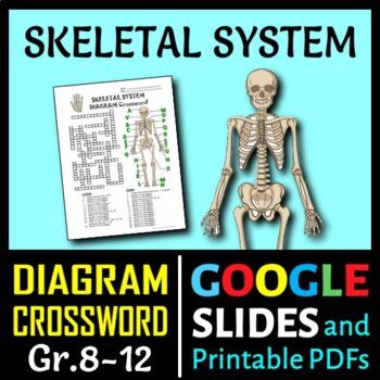 Preview of Skeletal System Crossword with Diagram | Printable & Distance Learning Options