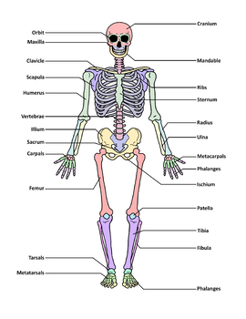 Skeletal System Diagram 8 Pack By Not Weird Homeschoolers Tpt