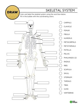 Preview of Skeletal System Diagram. Label & Color the Skeletal System. Answer Key Included