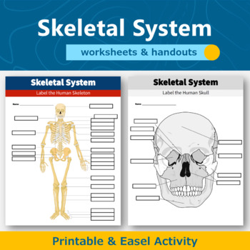 Preview of Skeletal System Diagram Worksheets and Handouts | Human Body Systems