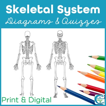 Skeletal System Diagrams - Study; Label; Quiz & Color by Science Island
