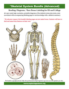 Preview of Skeletal System Diagrams and Just Bones Labeling Pages - Bundle for HS/College
