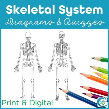 Preview of Skeletal System Diagrams and Quizzes - Anatomy Coloring & Labeling Activity