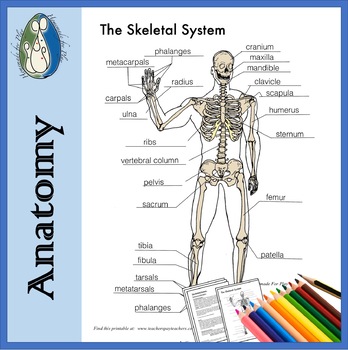 Skeletal System Diagrams for Labeling, With Reference Information and