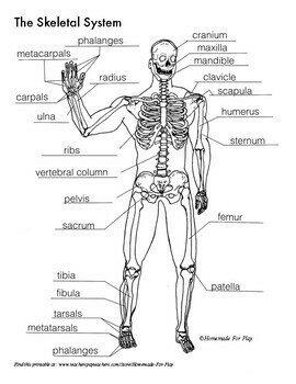 Skeletal System Diagrams For Labeling With Reference Information And Charts