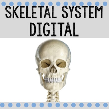 Preview of Skeletal System Digital / Human Body