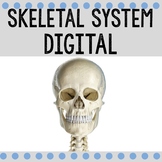 Skeletal System Digital / Human Body