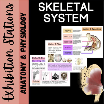 Preview of Skeletal System: Exhibition Stations