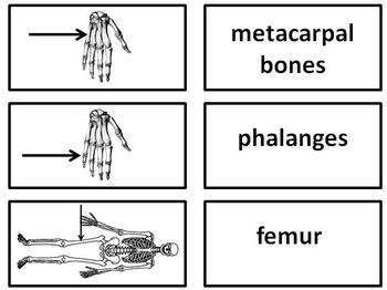 Skeletal System Flashcards by The Teacher Team | TpT