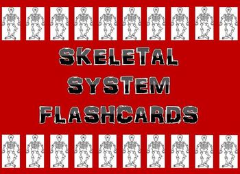 Preview of Skeletal System Flashcards