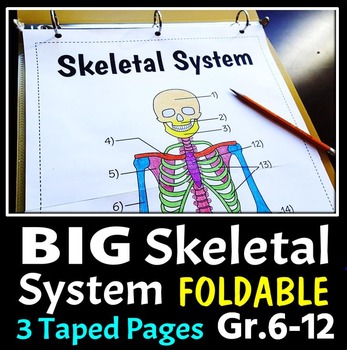 Preview of Skeletal System Foldable - Big Foldable for Interactive Notebooks or Binders