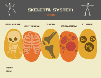 Preview of Skeletal System Functions Graphic Organizer