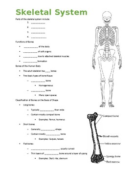 Preview of Skeletal System Guided Notes