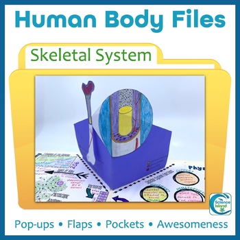 Preview of Skeletal System Activity - Human Body Files for Anatomy and Physiology