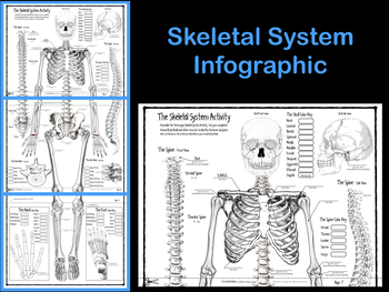 Preview of Skeletal System Infographic