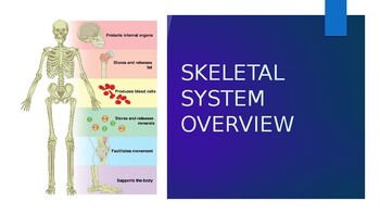 Preview of Skeletal System Introduction and Overview PowerPoint (anatomy & physiology)