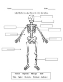 Skeletal System Diagram Teaching Resources | TPT