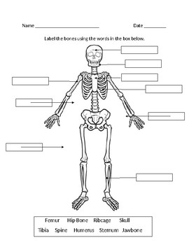 Preview of Skeletal System Labeling Diagram