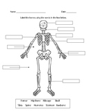 Skeletal System Labeling Diagram
