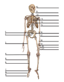 Skeletal System Labeling - Digital - Fillable Word Docs an