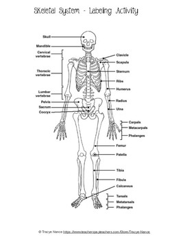 Skeletal System Labeling worksheet by Tracye Nance | TpT