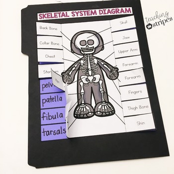 Skeletal System Lap Book and Interactive Notebook by Teaching in Stripes