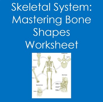 Skeletal System: Mastering Bone Shapes Worksheet (Anatomy, Biology)